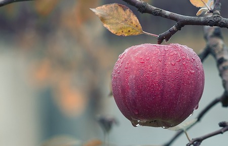 apple at autumn