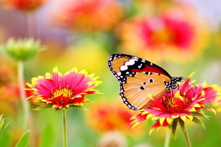 ิีbutterfly on the flower